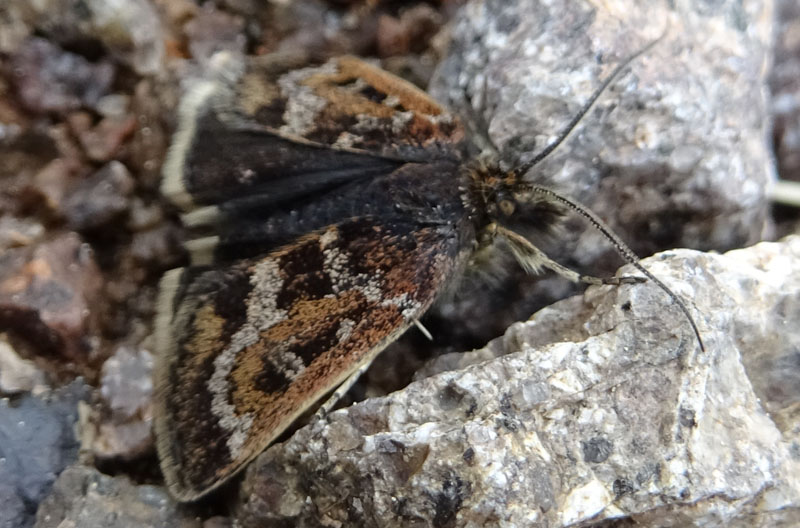 Metaxmeste schrankiana- Crambidae